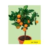 Zitrus-Mix versch. Sorten HOFER 1 Stück