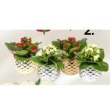 Kalanchoe im Keramiktopf 311122 HELLWEG 1 Stück