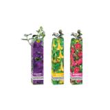 Sommerliche Besonderheit Verschiedene Arten und Farben Lidl 1 Stück