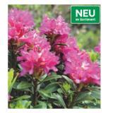Rhododendron 42782495 BayWa 1 Stück