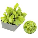 Dehner Bio Bio Pflücksalat 6er Dehner 1 Schale