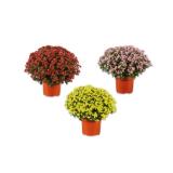 Chrysanthemenbusch Verschiedene Blütenfarben Lidl 1 Stück