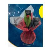 Amaryllis Mit Dekotuch versch. Blütenfarben HOFER 1 Stück