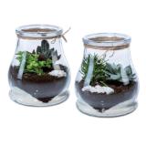 Mini Garten im Glas Lidl 1 Stück