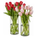 Tulpenstrauß einfärbig 9 Stiele Lidl 1 Bund