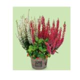 Callune ’Calberries’, im 13-cm-Topf, Mix aus Callunen und Gaultheria HOFER 1 Stück