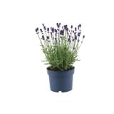 Lavendel „Munstead“ 351944 HELLWEG 1 Stück