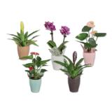 Mini-Blühpflanze in Keramik Verschiedene Pflanzen und Topffarben Lidl 1 Stück