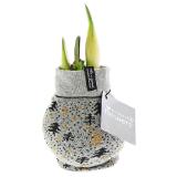 Plantiflor gewachste Amaryllis mit Socke versch. Ausführungen 351604 HELLWEG 1 Stück