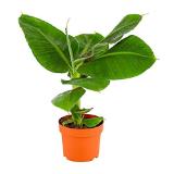 Dehner Banane Dehner 1 Stück