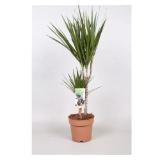 Drachenbaum Compacta Dracaena 17-cm-Topf Bellaflora 1 Stück