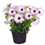 Plantiflor Kapkörbchen 304149 HELLWEG 1 Stück