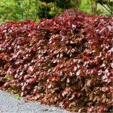 Blutbuche HOFER 1 Stück