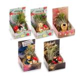 Tillandsien-Glücksbringer HOFER 1 Stück