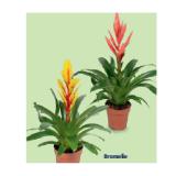 Indoor-Blühpflanzen Bromelie HOFER 1 Stück