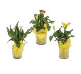 Calla im Glas mit Kükenstecker versch. Blütenfarben Lidl 1 Stück