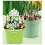 Zwiebelpflanzen Blumenzwiebel-Mix bunt oder weiß, verschiedene Sorten pro Topf, Ø-Topf: 12 cm / Narzissen großblumig, Ø-Topf: 15 cm, besonders dekorative Sondersorte HOFER 1 Stück