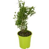 Goji, Aronia od. Kiwibeere, Preisangabe ohne MwSt. (Preis inkl. MwSt. 10,16 €), METRO 1 Stück