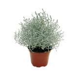 Plantiflor Silberkörbchen 351820 HELLWEG 1 Stück