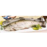 Bild von Fischzucht Güfel Regenbogenforelle INTERSPAR 100 Gramm