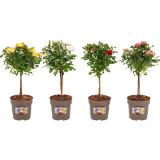 Rosenstamm verschiedene Farben, Preisangabe ohne MwSt. (Preis inkl. MwSt. 19,99 €), METRO 1 Stück