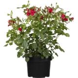 Bild von Beetrose Rot Lizenz Höhe ca. 20 - 30 cm Topf ca. 3 l Rosa Hybride OBI 1 Stück