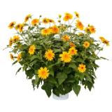 Bild von Sonnenblume Topf-Ø ca. 17 cm Sunfinity Double Yellow Helianthus Ann OBI 1 Stück