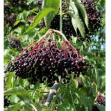 Schwarzer Holunder 9095870 BayWa 1 Stück