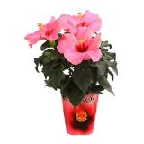 Dehner Zimmerhibiskus Dehner 1 Stück