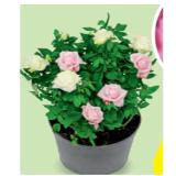 Rosenschalen-Duo, Ø Schale: 18 cm HOFER 1 Stück