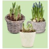Zwiebelpflanzen bepflanzte Zementtasse, Zementtopf oder Korb, Ø-Gefäß: ca. 14 - 16 cm, H ca. 16 cm HOFER 1 Stück