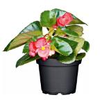 Plantiflor Eisbegonie 342636 HELLWEG 1 Stück