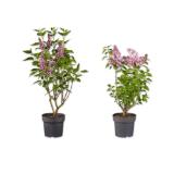 Flieder versch. Blütenfarben Lidl 1 Stück