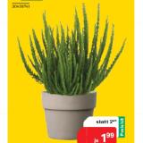 Besenheide 30458741 BayWa 1 Stück