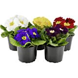 Primel, Preisangabe ohne MwSt. (Preis inkl. MwSt. 1,68 €), METRO 1 Stück