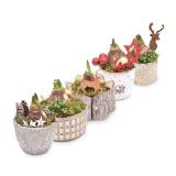 Amaryllis div. winterliche Gefäße inkl. festlicher Dekoration HOFER 1 Stück