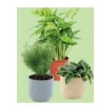 Grünpflanze Calathea Mix, ø-Topf: 12 cm, Höhe ca. 35 - 40 cm/ Grünpflanzen Mix, ø-Topf: 13 cm, Höhe ca. 20 - 40 cm HOFER 1 Stück