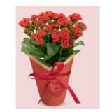 Blühpflanze Kalandiva in Geschenkverpackung, Höhe ca. 25 cm HOFER 1 Stück