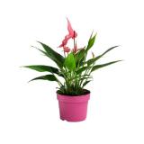 Dehner Flamingoblume 'Lilli' Dehner 1 Stück