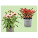 HERBSTSORTIMENT Nandina/Echinacea/Anemone/Herbstschale, im 17-cm-Topf oder 23-cm-Schale HOFER 1 Stück