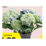 Hortensie versch. Blütenfarben HOFER 1 Stück