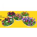 Frühlingsschale verschiedene Bepflanzungen 43227485 BayWa 1 Stück