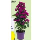 Bougainvillea HOFER 1 Stück