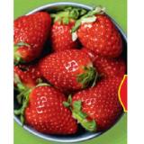 HOFER Marktplatz Gourmet Erdbeeren HOFER 400 Gramm 1 Packung