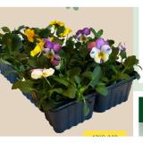 Qualität Tirol Stiefmütterchen MPREIS 4 Stück