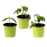 Bio-Snackgemüse versch. Sorten Lidl 1 Stück