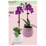 Mini-Orchidee HOFER 1 Stück