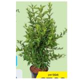 Blütenhecke aus Österreich HOFER 1 Stück