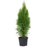 Bild von Plantiflor Smaragd-Lebensbaum 313480 HELLWEG 1 Stück