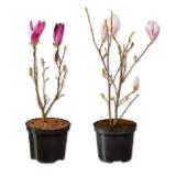 Magnolie Verschiedene Blütenfarben Lidl 1 Stück